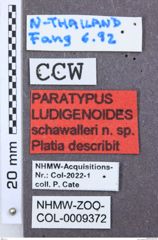 Etikett zu Megapenthes madidus (Candèze, 1893)